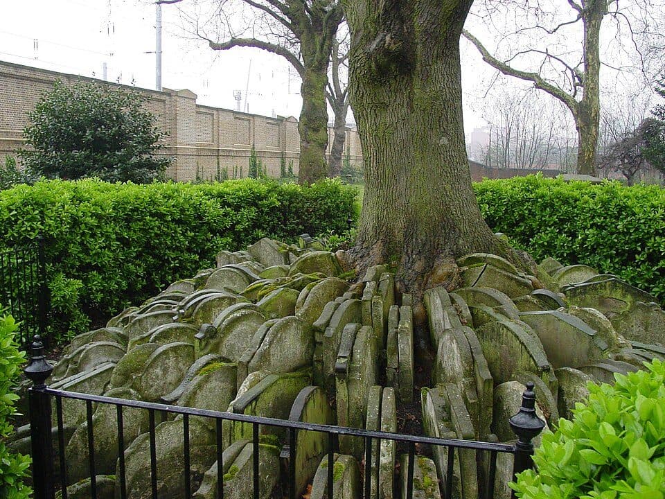 hardy-tree 1