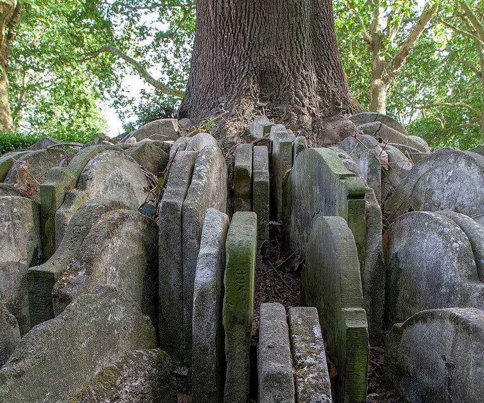 hardy-tree 2